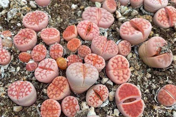 生石花夏天皱皱的原因,可能是光照过强所致