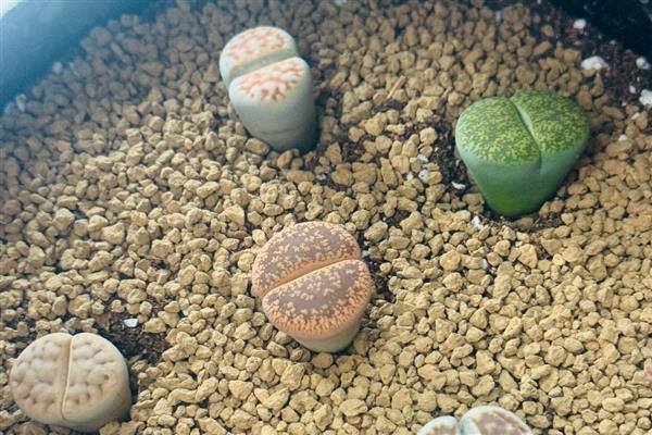 生石花夏天皱皱的原因,可能是光照过强所致