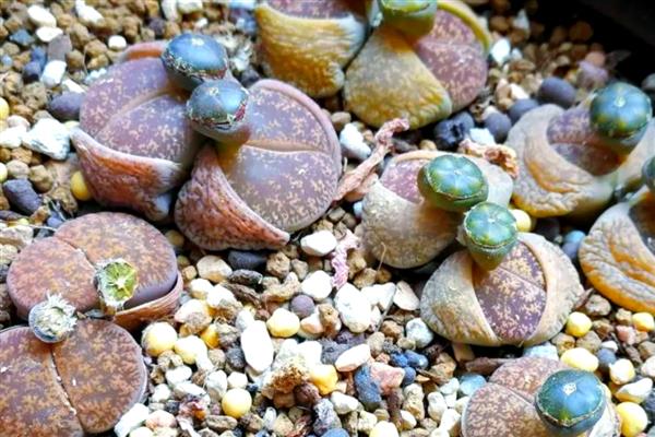 生石花夏天皱皱的原因,可能是光照过强所致