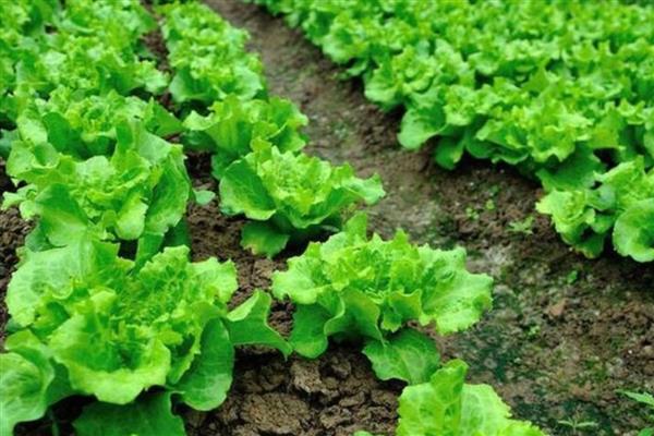 生菜种植多久能收获，播种后35天左右就可收获