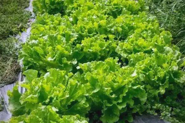 生菜种植多久能收获，播种后35天左右就可收获