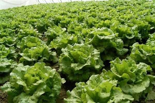 生菜种植多久能收获，播种后35天左右就可收获