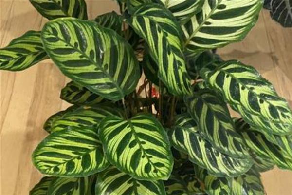 孔雀竹芋如何养殖,通常在春季分株时换盆