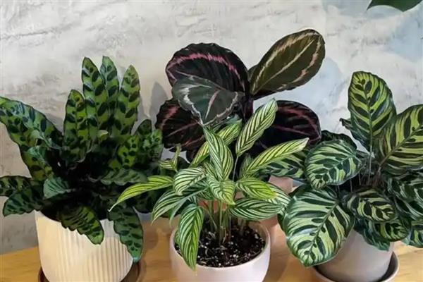 孔雀竹芋如何养殖,通常在春季分株时换盆