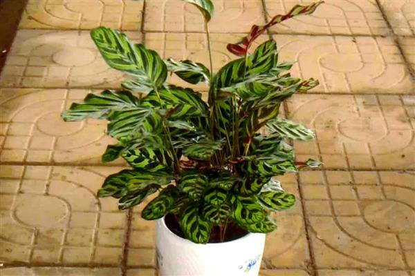 孔雀竹芋如何养殖,通常在春季分株时换盆