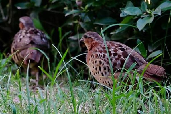 竹鸡吃什么，爱吃昆虫、嫩芽、杂草等