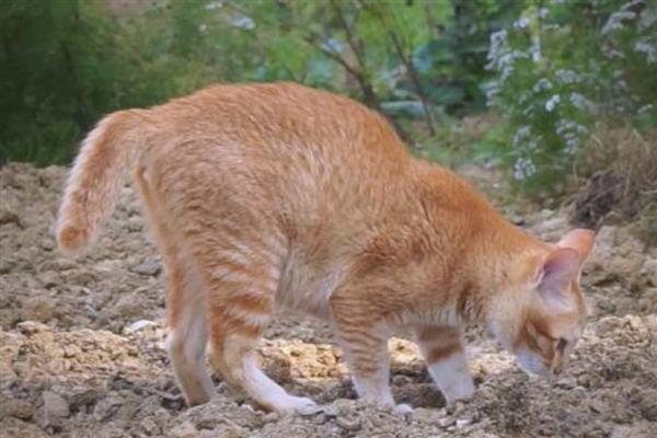 猫咪埋屎是正常的吗，是一种本能反应