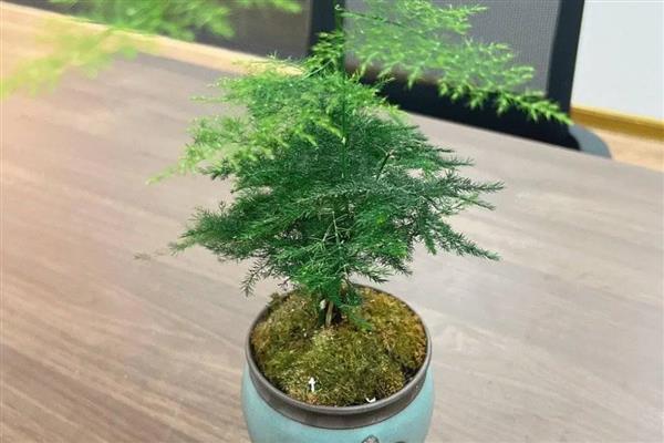 文竹的形态及习性，茎柔嫩伸长具有攀援性