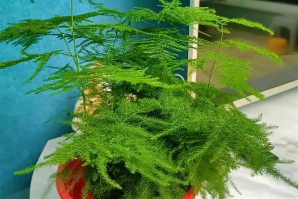 文竹的形态及习性，茎柔嫩伸长具有攀援性