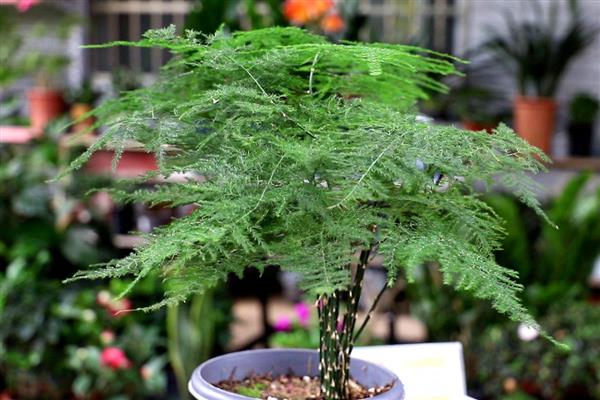 文竹的形态及习性，茎柔嫩伸长具有攀援性