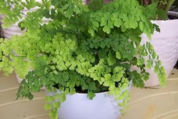 铁线蕨有什么花语，代表雅致、少女的娇柔