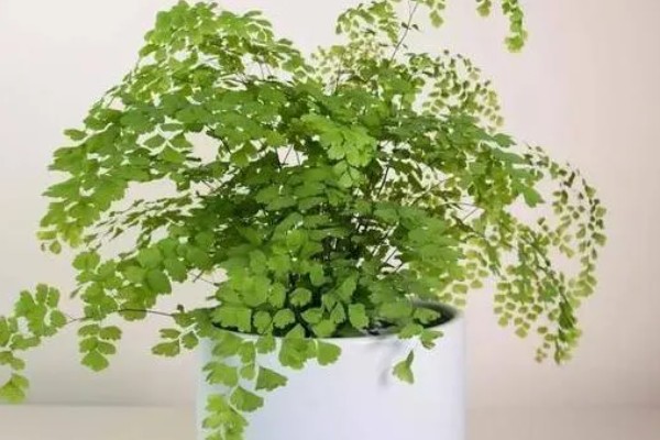 铁线蕨有什么花语，代表雅致、少女的娇柔