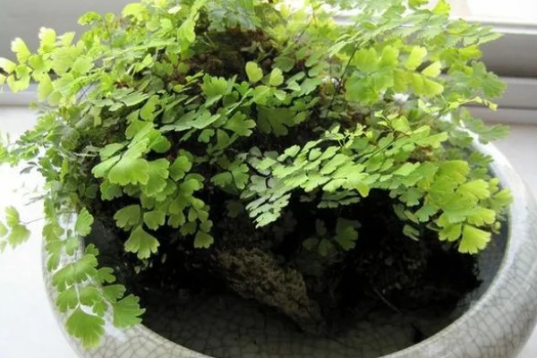 铁线蕨有什么花语，代表雅致、少女的娇柔