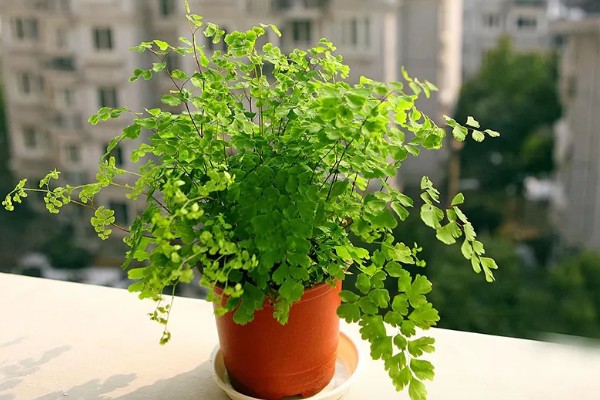 铁线蕨有什么花语，代表雅致、少女的娇柔