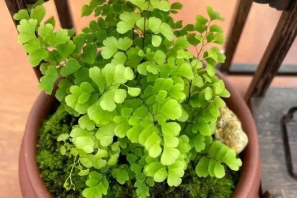 铁线蕨有什么花语，代表雅致、少女的娇柔