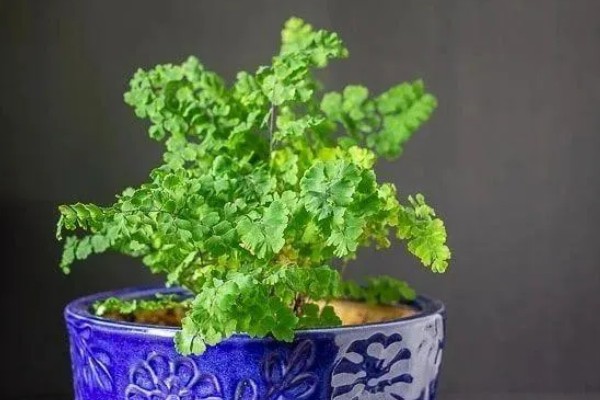 铁线蕨有什么花语，代表雅致、少女的娇柔