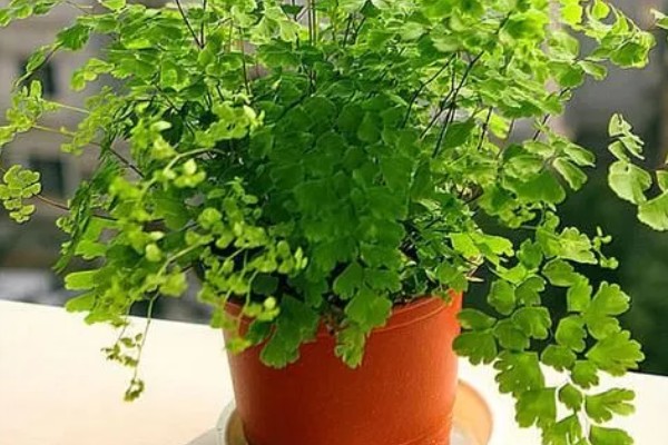 铁线蕨有什么花语，代表雅致、少女的娇柔