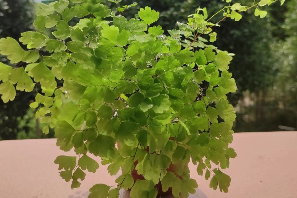 铁线蕨有什么花语，代表雅致、少女的娇柔