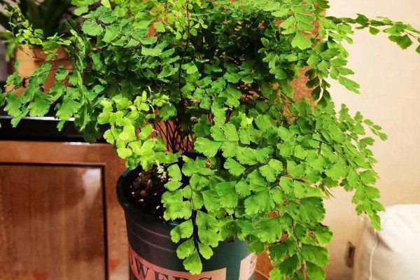 铁线蕨有什么花语，代表雅致、少女的娇柔