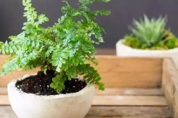 铁线蕨有什么花语，代表雅致、少女的娇柔