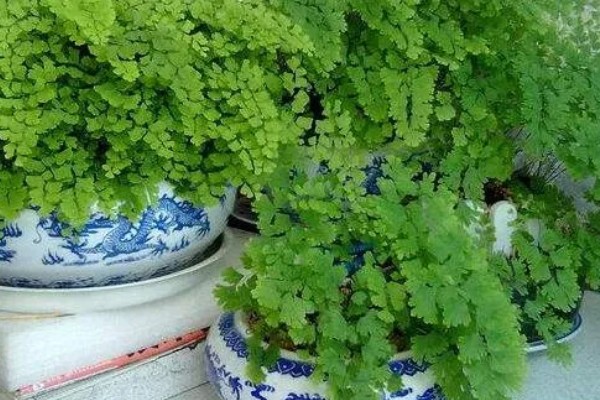 铁线蕨有什么花语，代表雅致、少女的娇柔