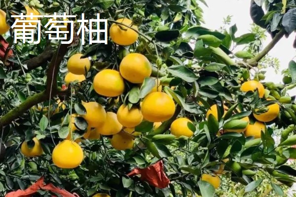 葡萄柚与西柚有什么区别,前者属于葡萄柚种、后者属于酸橙种