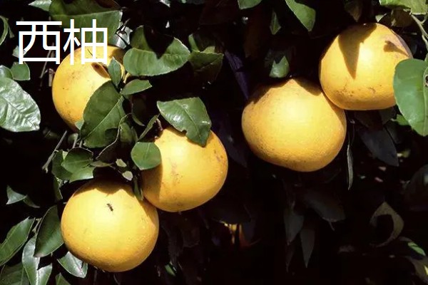 葡萄柚与西柚有什么区别,前者属于葡萄柚种、后者属于酸橙种