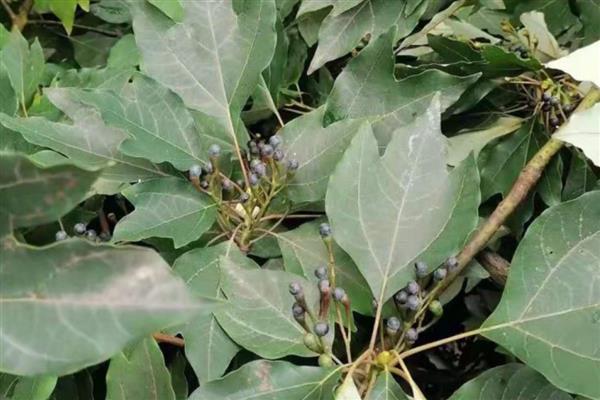 楸树种子怎么选择,在15-30年生的健壮母树上采种