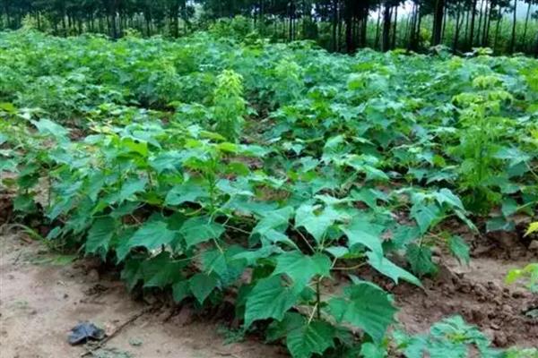 楸树种子怎么选择,在15-30年生的健壮母树上采种