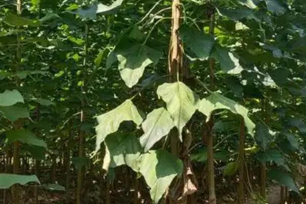 楸树种子怎么选择,在15-30年生的健壮母树上采种