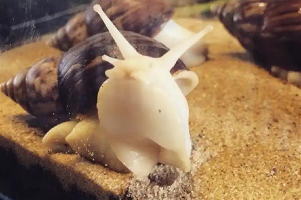 冬季怎么给白玉蜗牛保温,以下三种方式均可提高室温