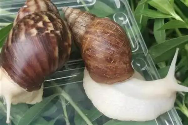 冬季怎么给白玉蜗牛保温,以下三种方式均可提高室温