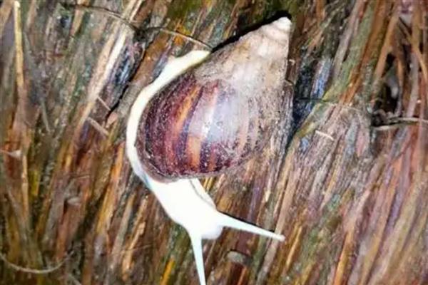 冬季怎么给白玉蜗牛保温,以下三种方式均可提高室温