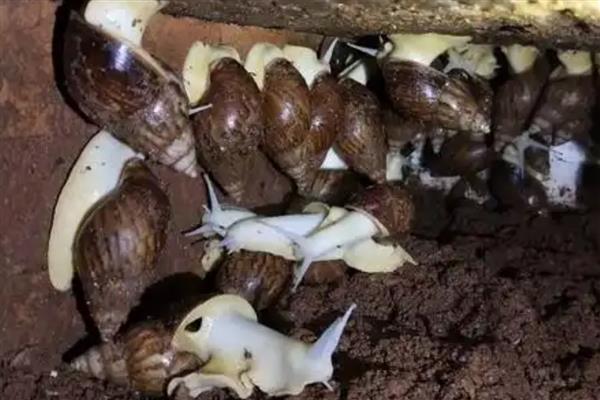冬季怎么给白玉蜗牛保温,以下三种方式均可提高室温