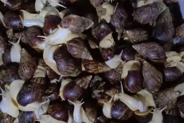 冬季怎么给白玉蜗牛保温,以下三种方式均可提高室温