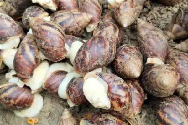 冬季怎么给白玉蜗牛保温,以下三种方式均可提高室温