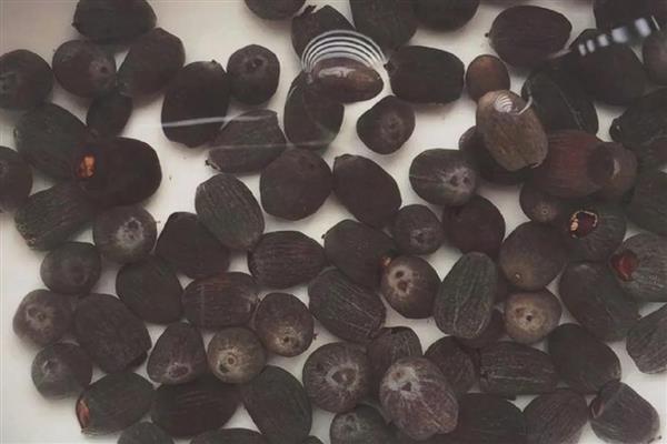 花木种子如何冬贮，可采用干藏法或湿藏法