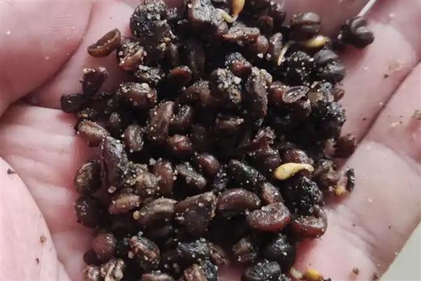 花木种子如何冬贮，可采用干藏法或湿藏法