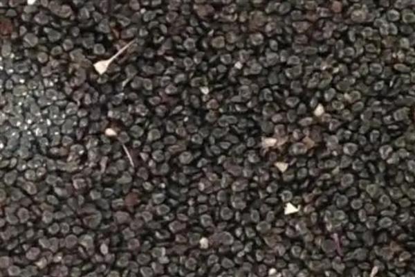 花木种子如何冬贮，可采用干藏法或湿藏法