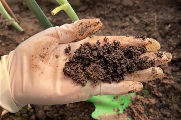 鹅掌藤如何养爆盆,一定要有足够的光照