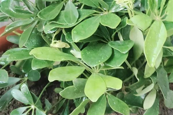 鹅掌藤如何养爆盆,一定要有足够的光照