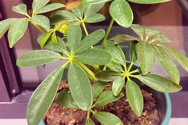 鹅掌藤如何养爆盆,一定要有足够的光照