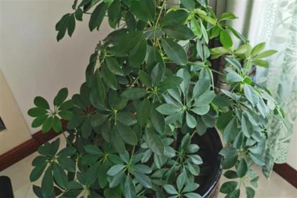 鹅掌藤如何养爆盆,一定要有足够的光照