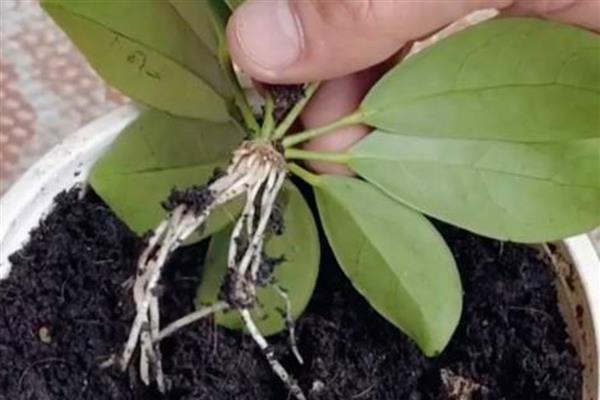 鹅掌藤如何养爆盆,一定要有足够的光照