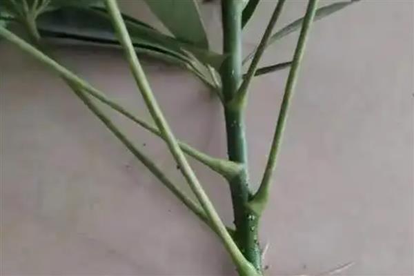 鹅掌藤如何养爆盆,一定要有足够的光照