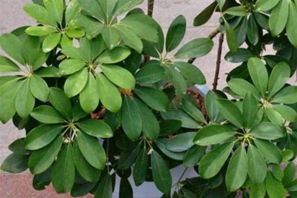 鹅掌藤如何养爆盆,一定要有足够的光照