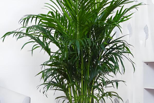 散尾葵能放卧室吗,可放在卧室内养护