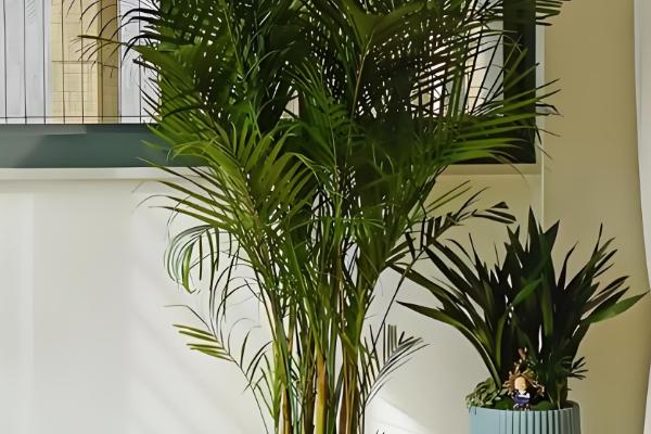 散尾葵能放卧室吗,可放在卧室内养护