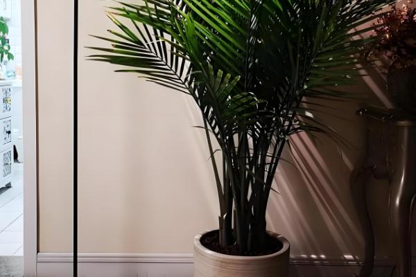 散尾葵能放卧室吗,可放在卧室内养护