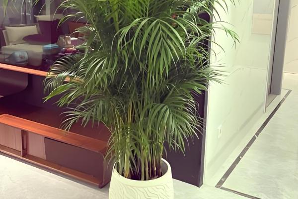 散尾葵能放卧室吗,可放在卧室内养护